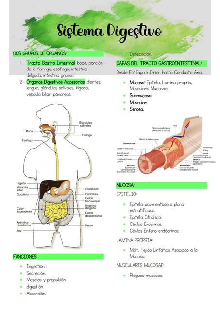 Sistema Digestivo