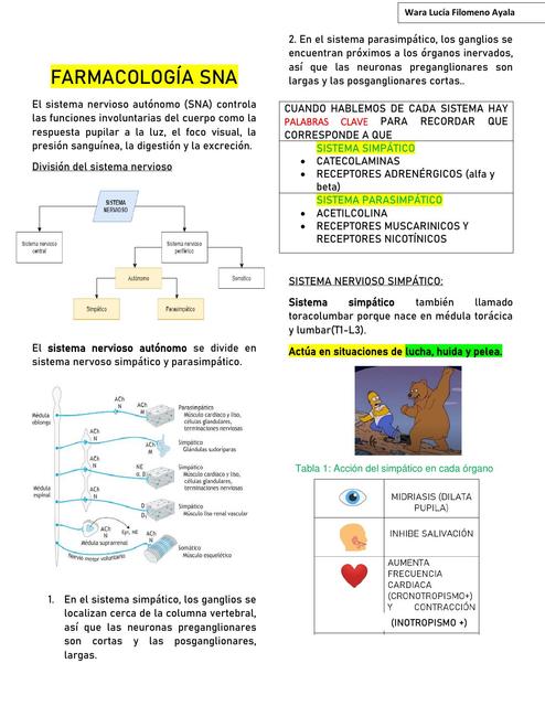 Farmacología Del Sistema Nervioso Autónomo | Wara Lucía Filomeno Ayala ...