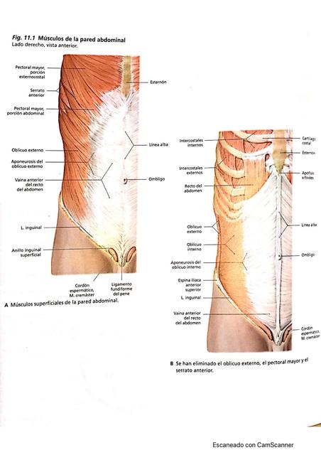 Imágenes de la pared abdominal 