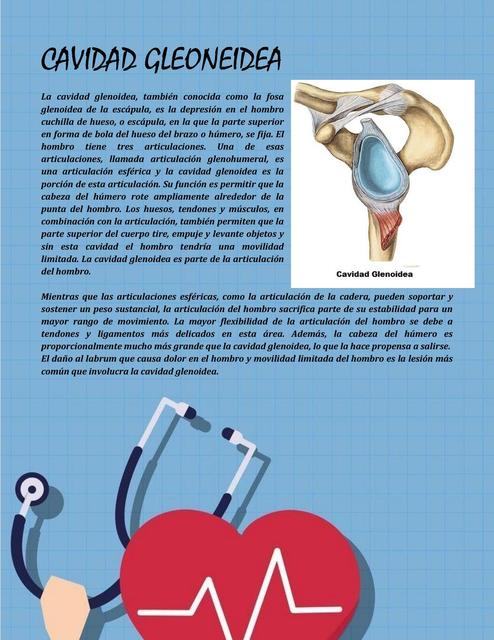Cavidad Glenoidea