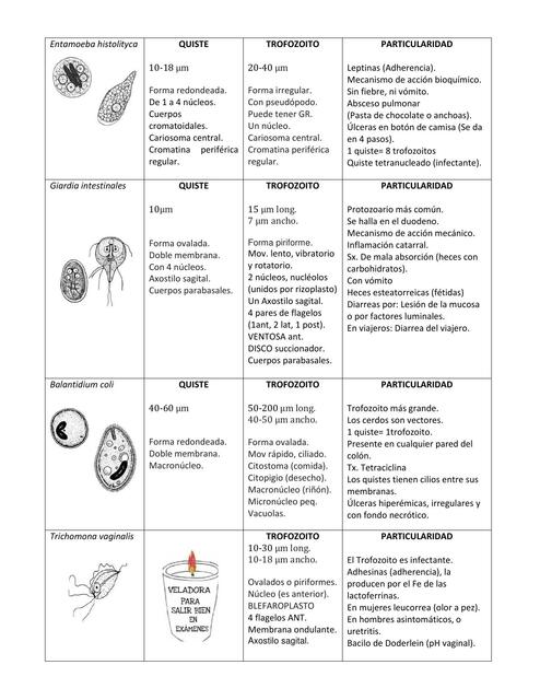 Amebas patógenas y no patógenas cuadro 