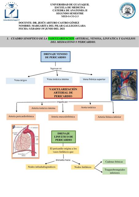 Tareas de Mediastino y Pericardio