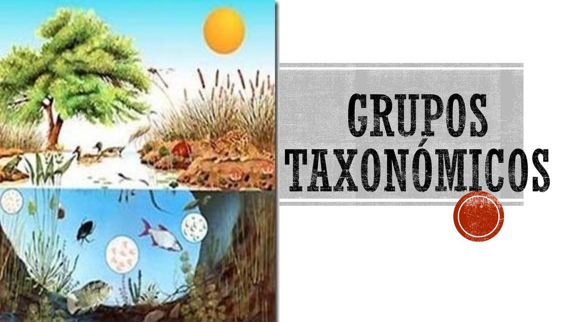 Grupos Taxonómicos