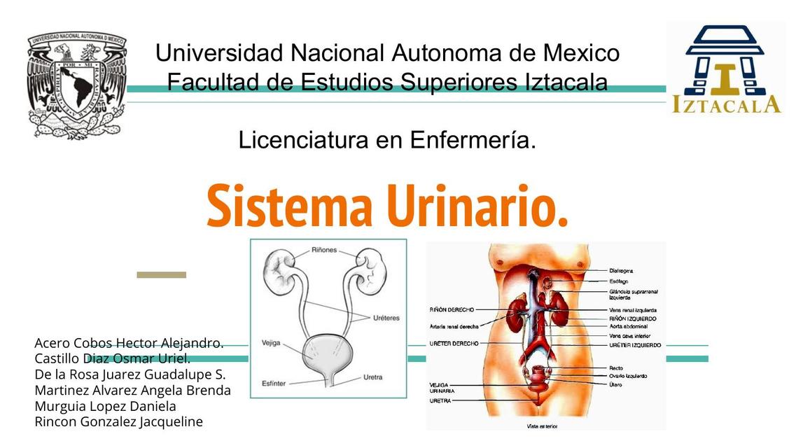 Sistema Urinario