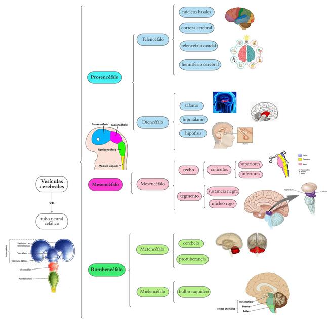 Vesículas Cerebrales