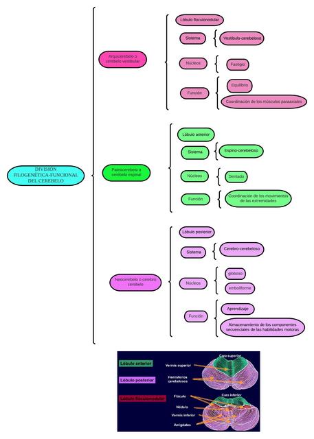 División del Cerebelo