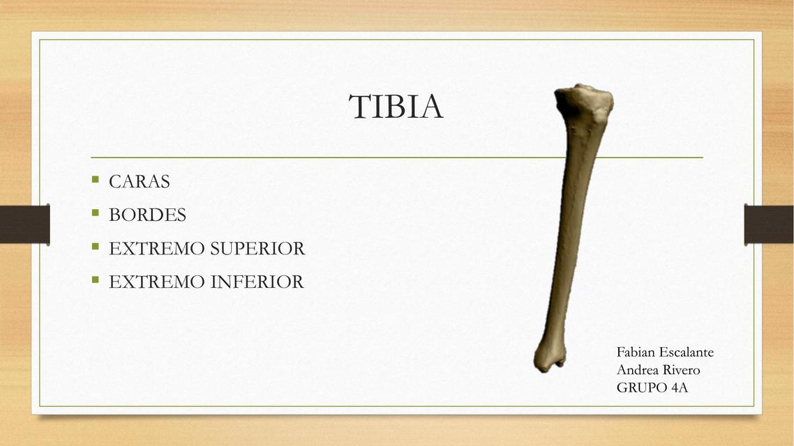 Tibia