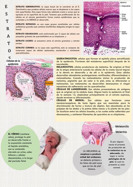 Sistema Tegumentario 