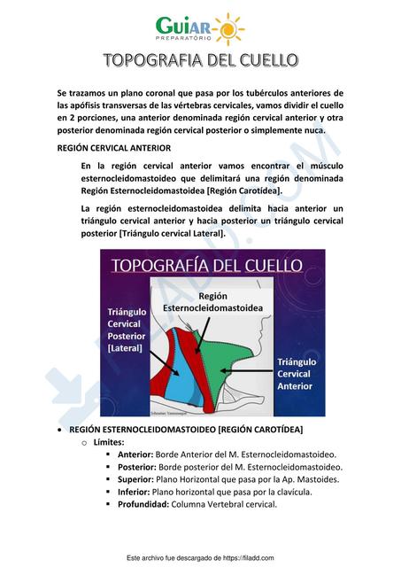 Topografía del Cuello 