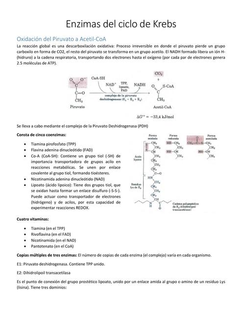 Enzimas del Ciclo de Krebs