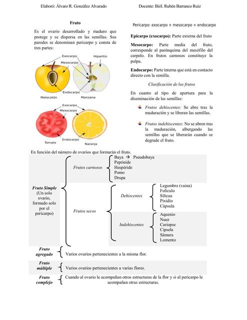 Reino Plantae