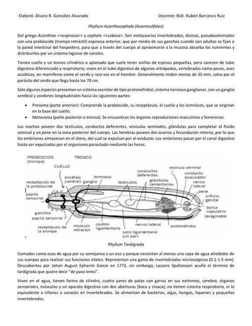 Phyllum Acanthocephala (Acantocéfalos) 