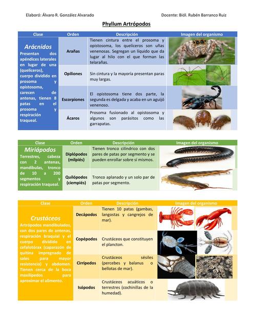 Phyllum Artrópodos