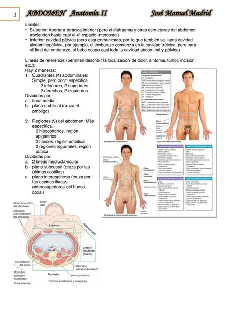 Abdomen 