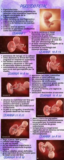 Periodo Fetal 