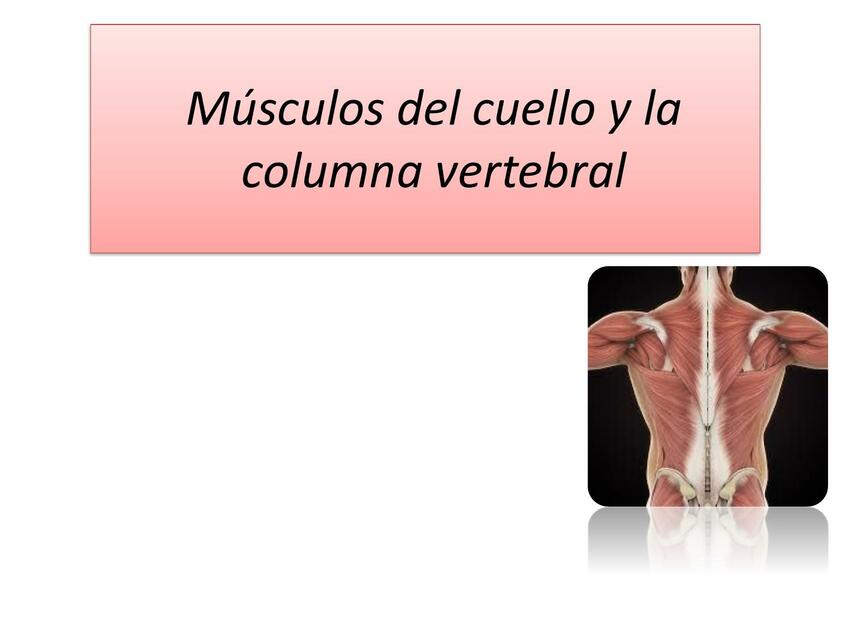 Músculos del Cuello y de la Columna Vertebral