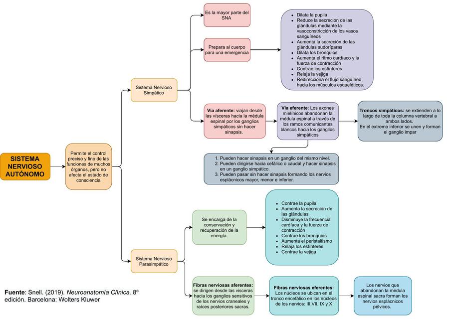 Sistema Nervioso Autónomo Andrea Alvarado Udocz