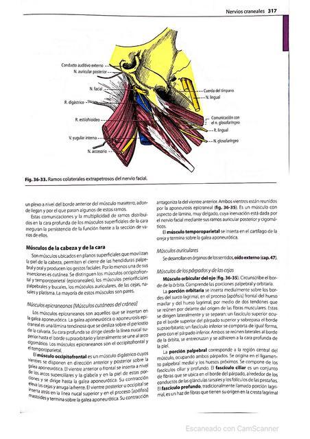 Nervios Craneales 