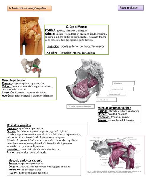 Músculos de la Región Glútea 