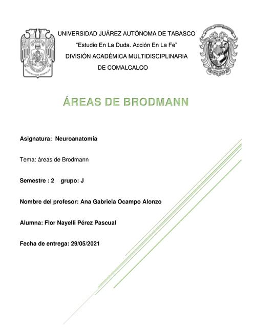 Áreas de Brodmann