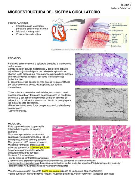 Microestructura del Sistema Circulatorio 