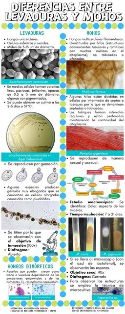 Diferencias entre mohos y levaduras