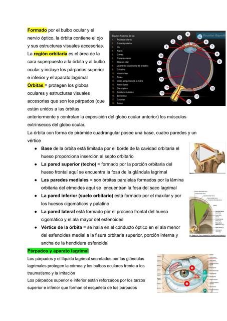 Aparato Ocular