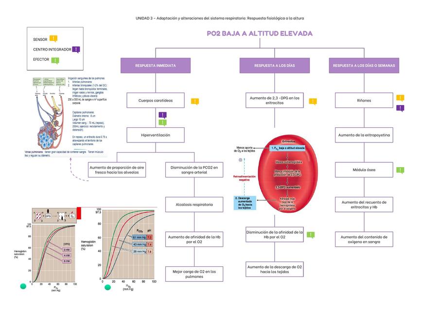 Respuesta Fisiológica a la Altura