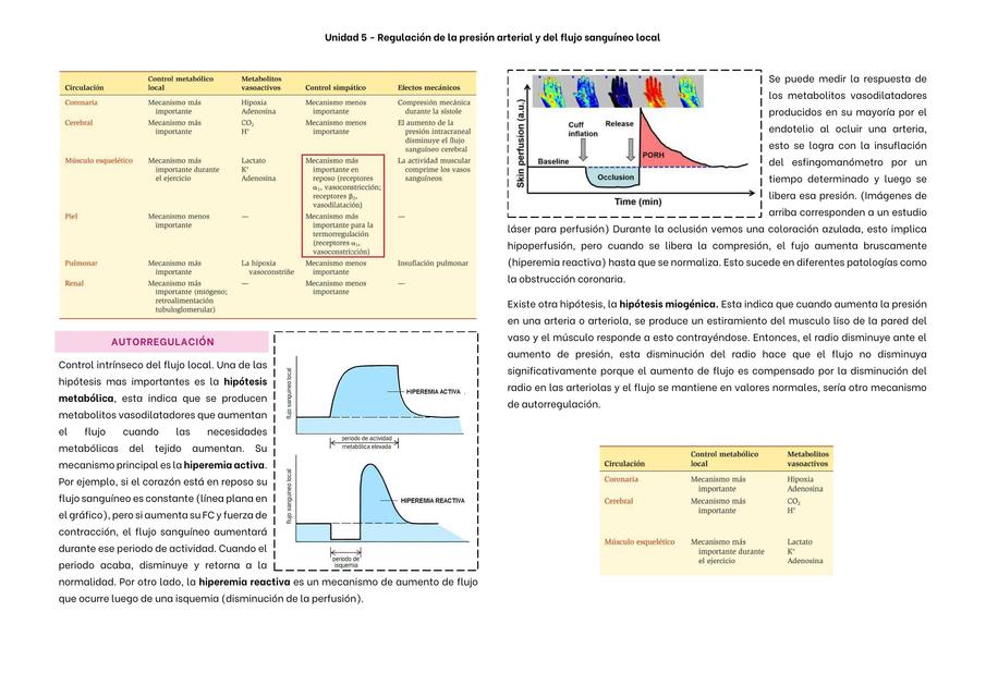 Autorregulación del Flujo sanguíneo