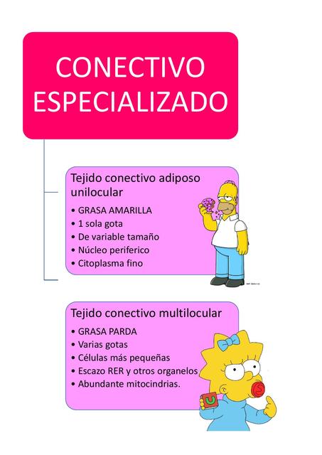 Tejido Conectivo Especializado 