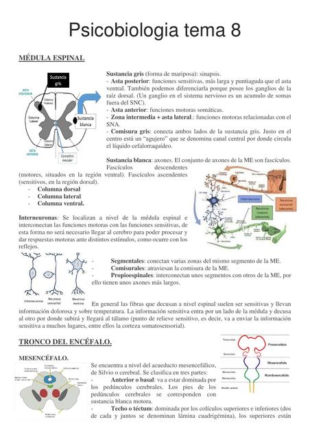 Médula Espinal