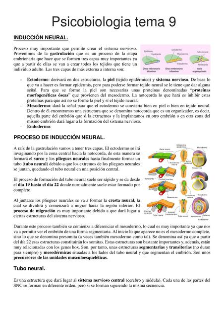 Desarrollo del Sistema Nervioso