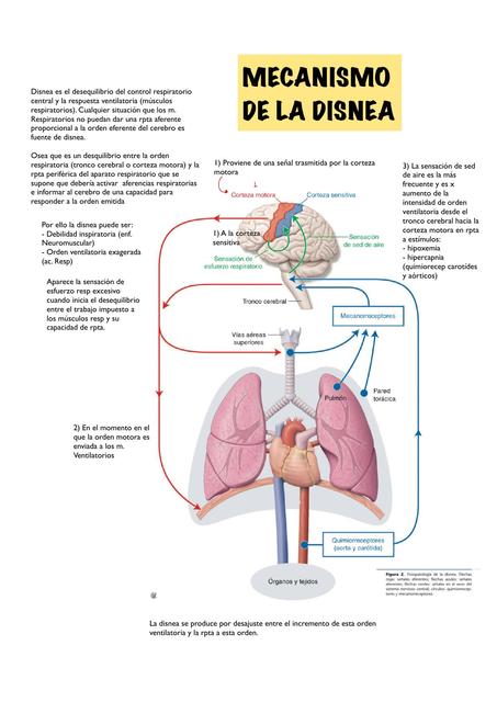 Mecanismo de la Disnea 