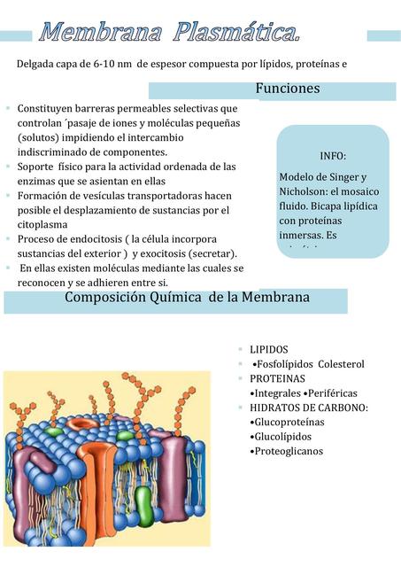 membrana 2