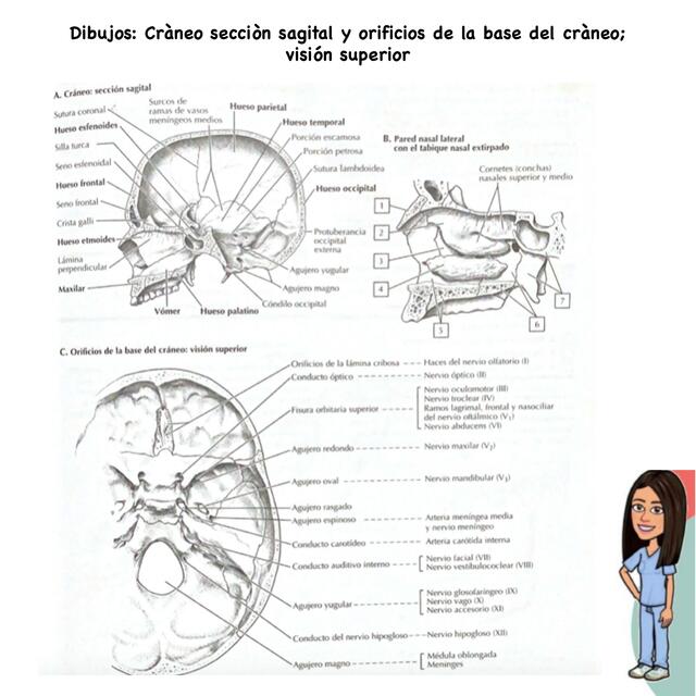 Dibujo Cráneo Sección Sagital y Orificios de la base del Cráneo