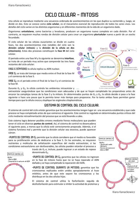 Ciclo Celular y Mitosis