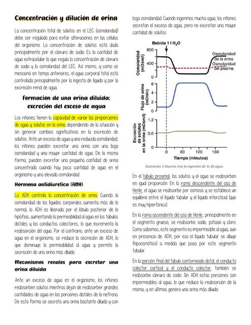 Concentración y Dilución de Orina