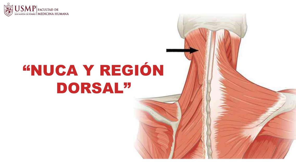 nuca-y-regi-n-dorsal-tiroxina-med-udocz