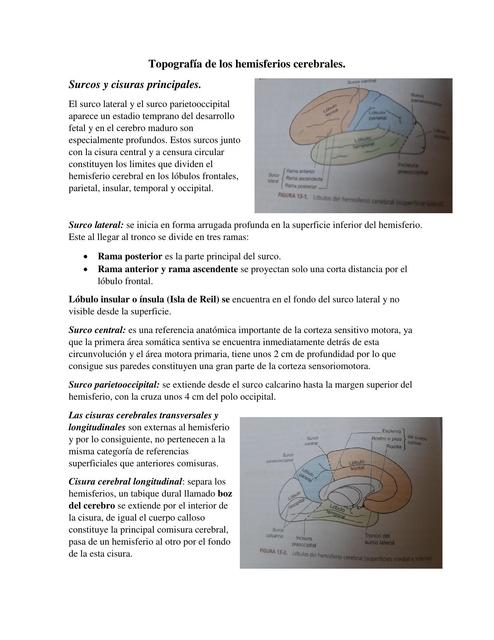 Topografía de los Hemisferios Cerebrales