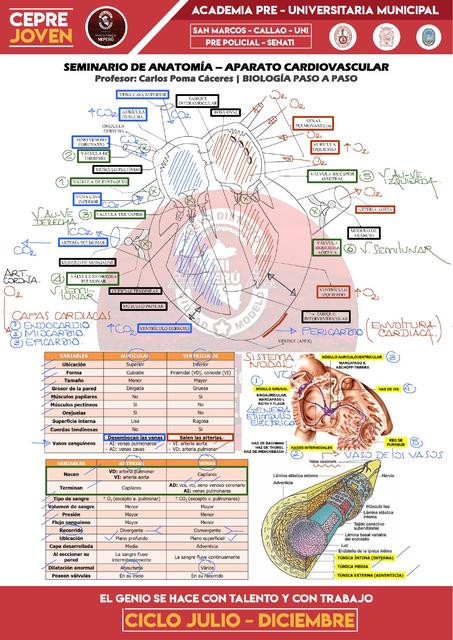 Aparato Cardiovascular