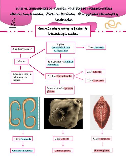 Generalidades y Conceptos Básicos de Helmintología Médica medstdnlife