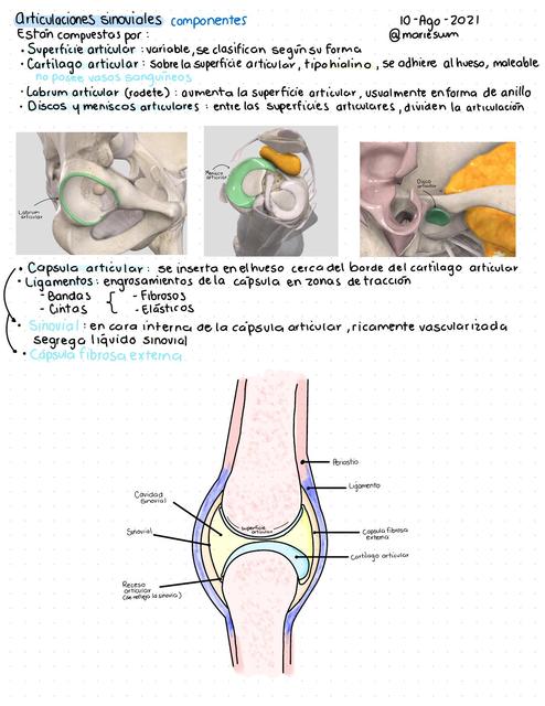 Articulaciones sinoviales Fer Yan Márquez uDocz
