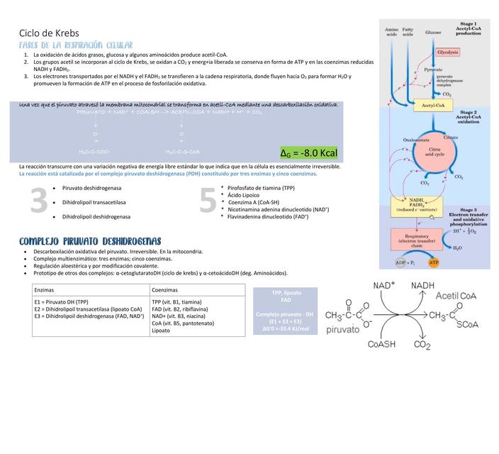 Ciclo de Krebs