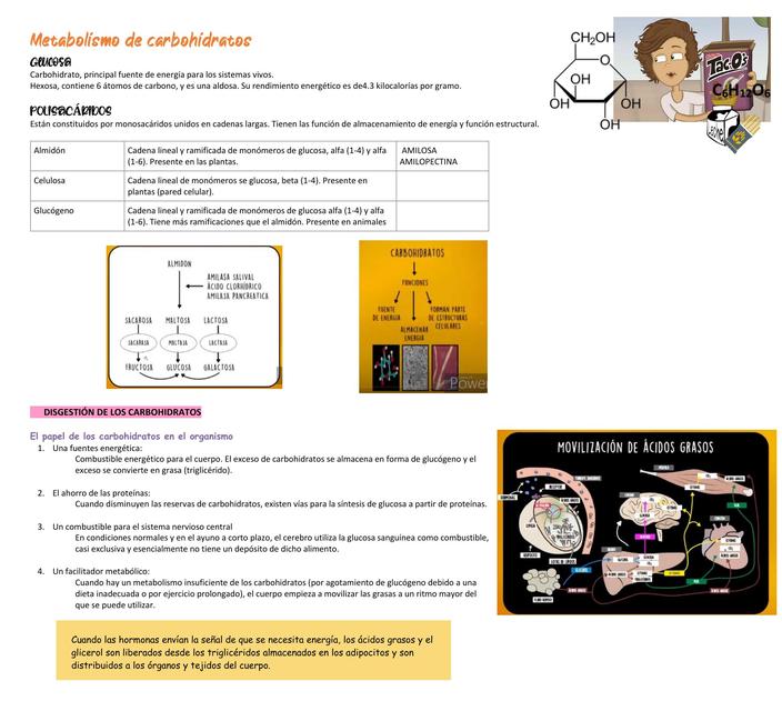 Metabolismo de Carbohidratos