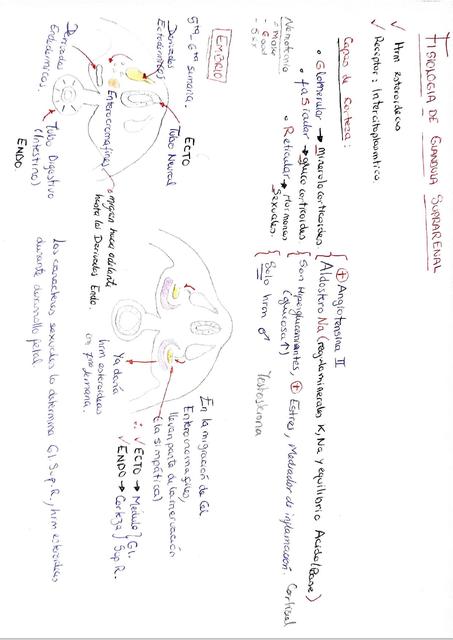 Fisiología de la Glándula Suprarrenal 