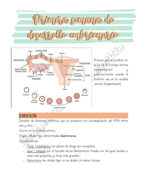 Primera Semana de Desarrollo Embrionario