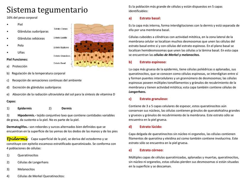 Sistema Tegumentario 