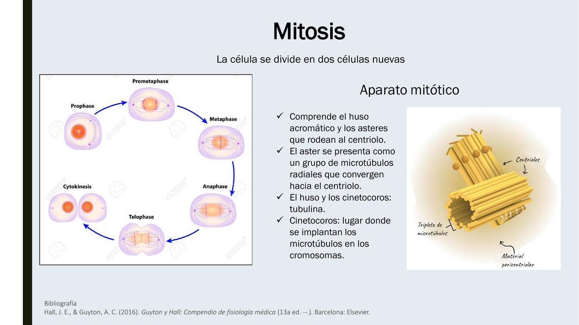 División Celular Mitótica