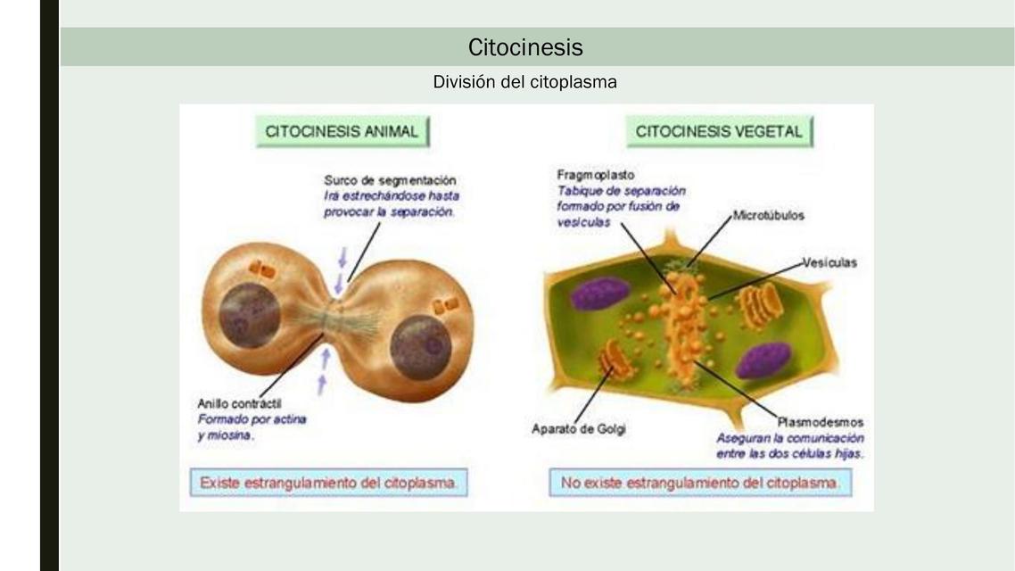 Citocinesis