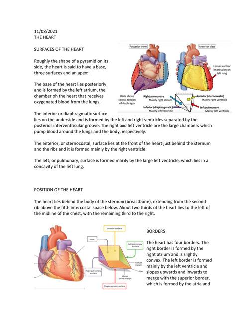 The Heart Anatomy